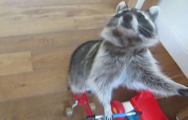 El mapache más talentoso del mundo.