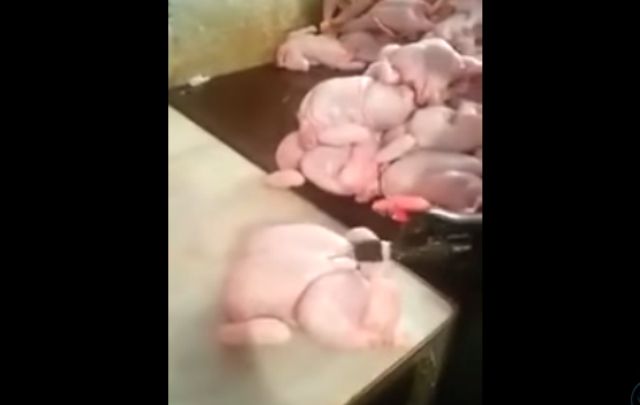 Asi se inflan los pollos