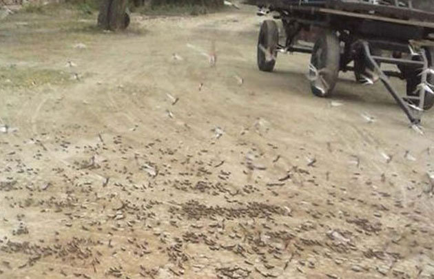 Plaga de langosta en Santiago del Estero