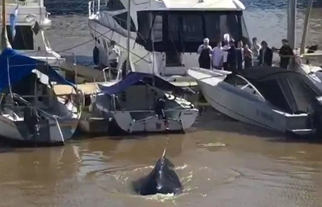 El cetáceo había aparecido en la zona de amarres en el dique 4.