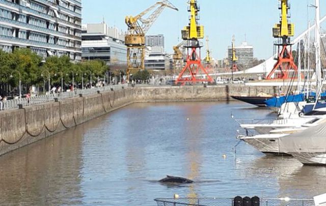 El cetáceo había aparecido en la zona de amarres en el dique 4.