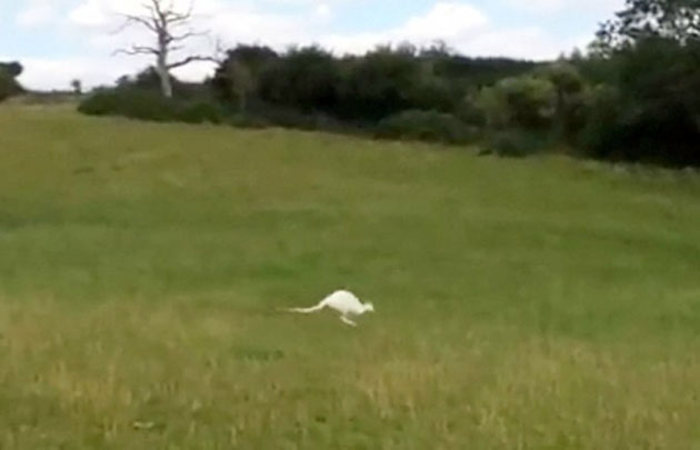 Wallaby albino en Inglaterra.
