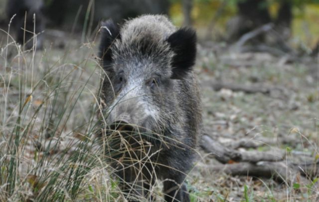Problema mayúsculo para agricultores y ganaderos.