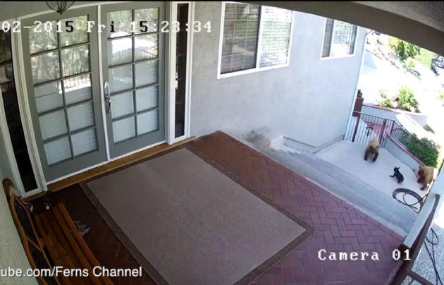 Un bull dog francés puso en fuga a dos osos. 