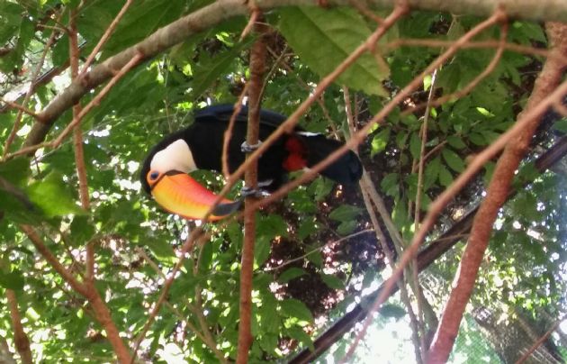 Juan Pablo Viola visitó el "Parque de Aves" en Brasil