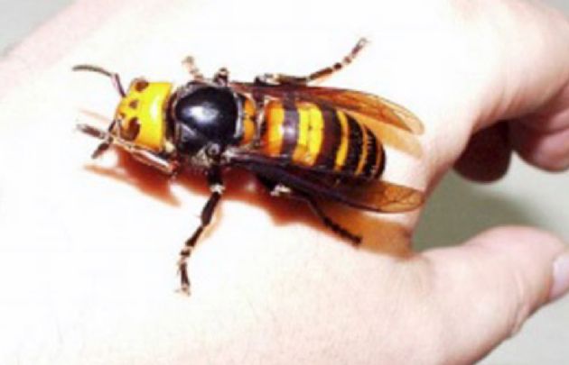 Preocupación por las avispas carnívoras en Tierra del Fuego.