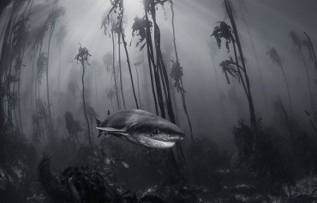 Mañana cierra el concurso para buscar al mejor fotógrafo viajero.