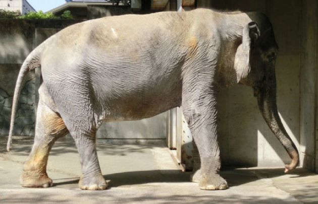 Hanako murió a los 69 años.