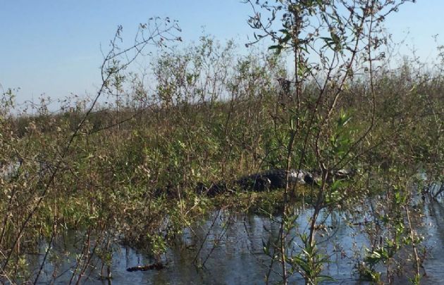 El yacaré es uno de los habitantes más intrigantes de los Esteros.