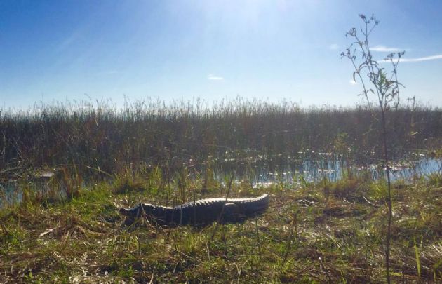 El yacaré es uno de los habitantes más intrigantes de los Esteros.