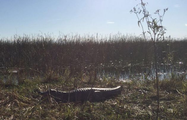 El yacaré es uno de los habitantes más intrigantes de los Esteros.