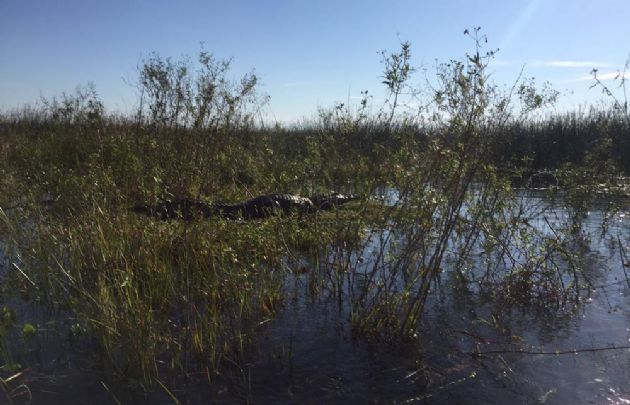El yacaré es uno de los habitantes más intrigantes de los Esteros.