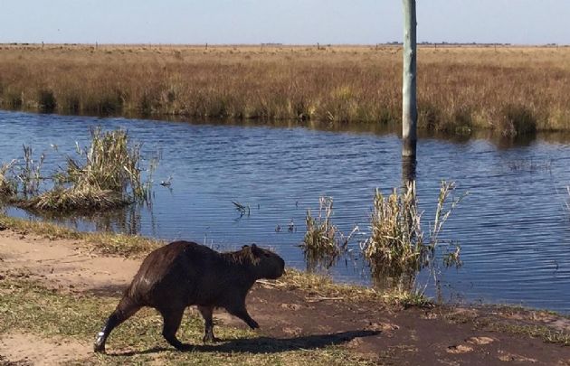 Los Esteros del Iberá, en Corrientes.