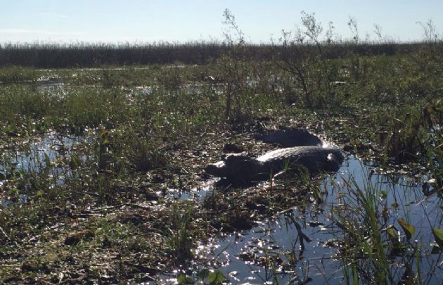 El yacaré es uno de los habitantes más intrigantes de los Esteros.