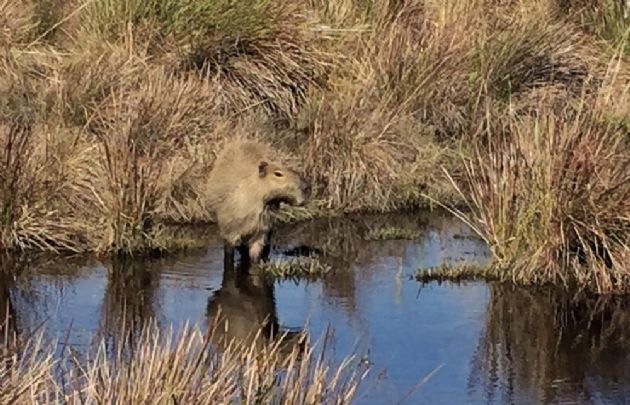 Los Esteros del Iberá, en Corrientes.