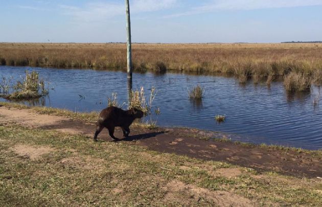 Los Esteros del Iberá, en Corrientes.