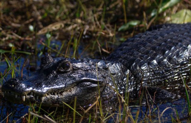 El yacaré es uno de los habitantes más intrigantes de los Esteros.