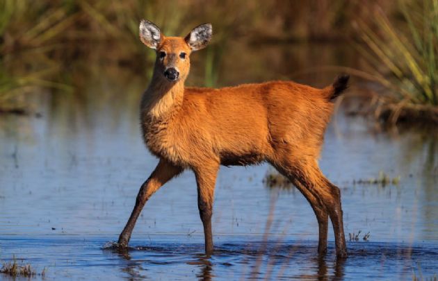 Juan Pablo Viola en Esteros del Iberá