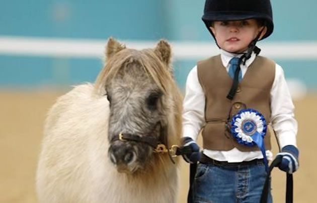 Los caballos Falabella son ideales para tener de mascota.