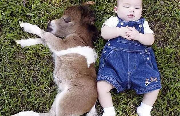 Los caballos Falabella son ideales para tener de mascota.