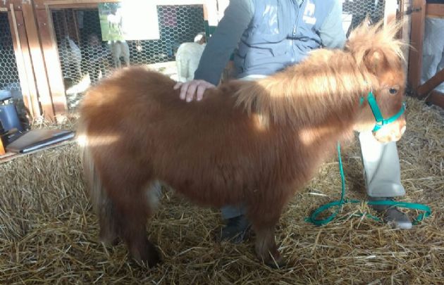 Rayita y Peluche, los caballos Falabella