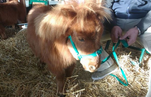 Rayita y Peluche, los caballos Falabella