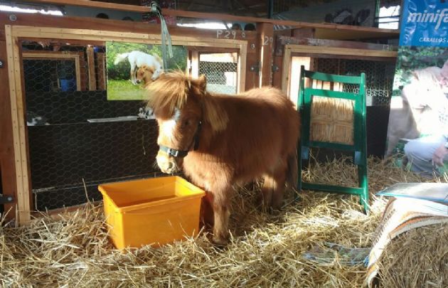 Rayita y Peluche, los caballos Falabella