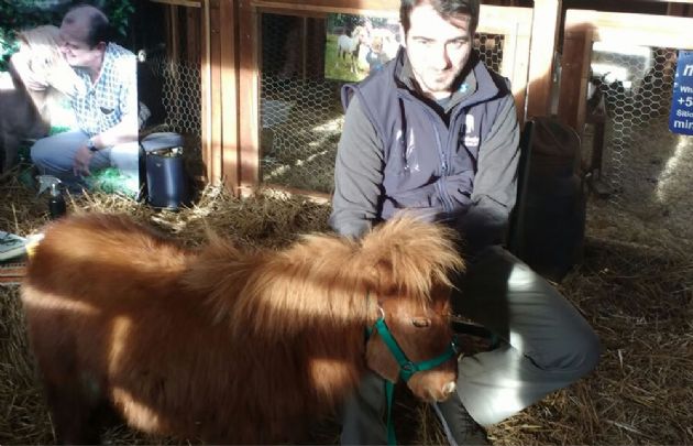 Rayita y Peluche, los caballos Falabella