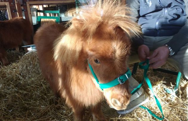 Rayita y Peluche, los caballos Falabella
