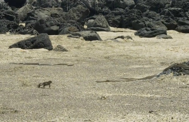 La iguana que sortea a las serpientes como Messi de sus rivales.