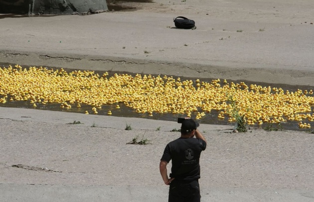 Los patitos de hule, en plena carrera.