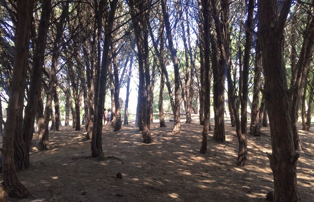 Juan Pablo Viola visitó el Bosque Energético.