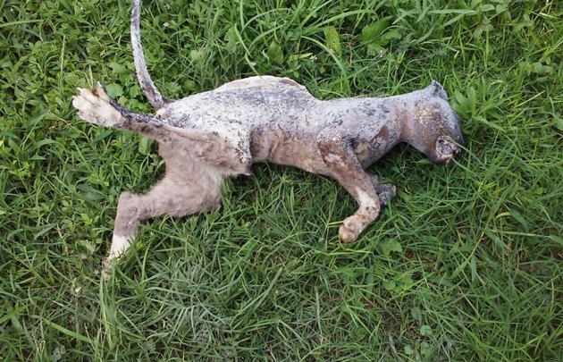 El animal murió calcinado en las instalaciones de la central de energía.