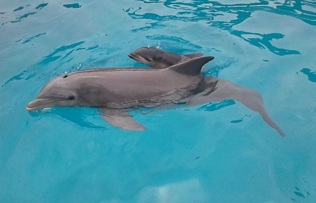 FOTO: Olivia, la delfín del Aquarium Mar del Plata, fue mamá de un cachorrito.