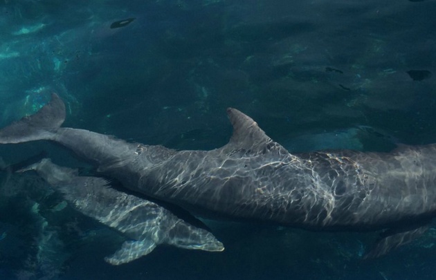 FOTO: Olivia, la delfín del Aquarium Mar del Plata, fue mamá de un cachorrito.