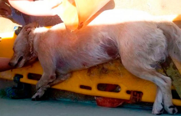 Un perro murió de calor porque quedó encerrado en el auto.