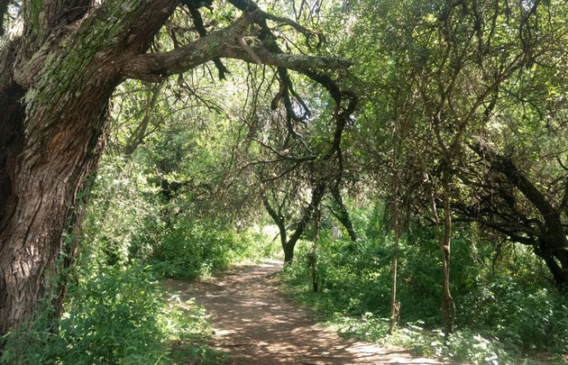 Algarrobo Abuelo, recuerdo vivo del poeta Antonio Agüero.