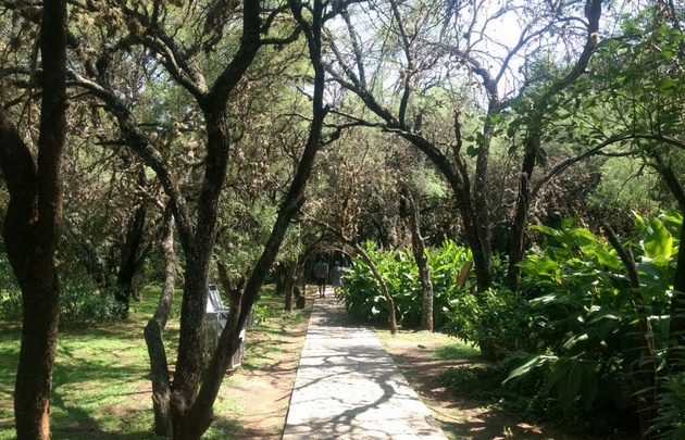 Algarrobo Abuelo, recuerdo vivo del poeta Antonio Agüero.