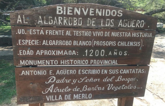 Algarrobo Abuelo, recuerdo vivo del poeta Antonio Agüero.