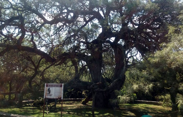 Algarrobo Abuelo, recuerdo vivo del poeta Antonio Agüero.