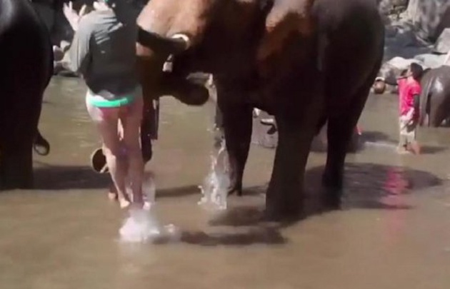 Un elefante golpeó a una turista mientras lo acariciaba