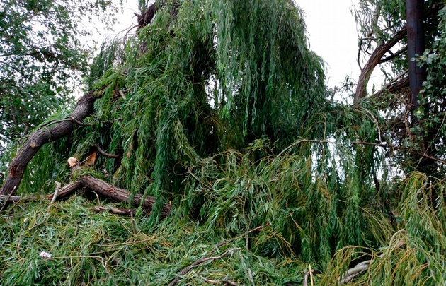 Cayeron cientos de árboles en los departamento Junín, San Martín y Rivadavia.