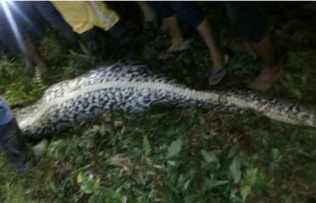 El cuerpo de Akbar fue encontrado íntegro dentro del reptil