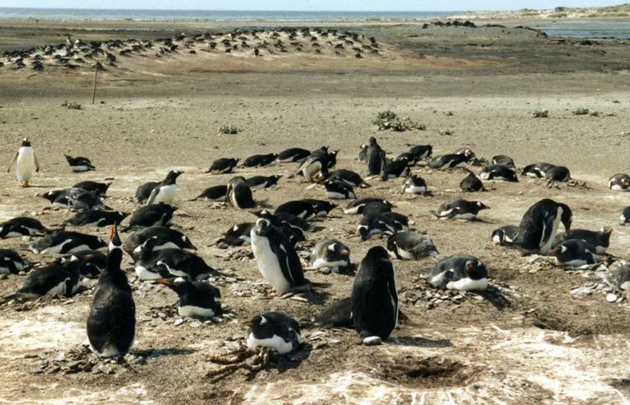 Las Islas Malvinas ofrecen una gran variedad de actividades para el turista.
