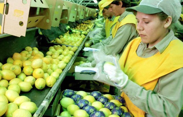 Argentina vuelve a vender limones, naranjas y mandarinas a Brasil.