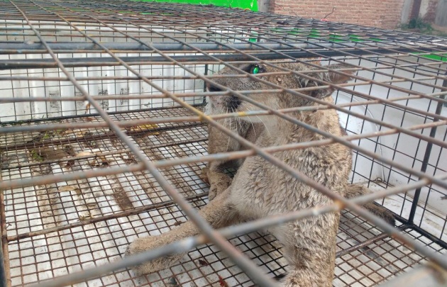 Capturaron a un puma suelto en medio del centro de Sampacho.