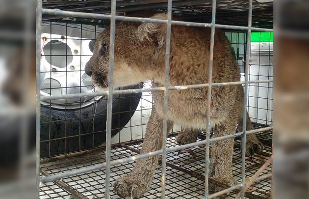 Capturaron a un puma suelto en medio del centro de Sampacho.