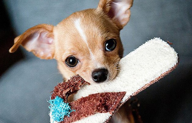 Un perro chihuahua, el héroe de Bella Vista, Tucumán.