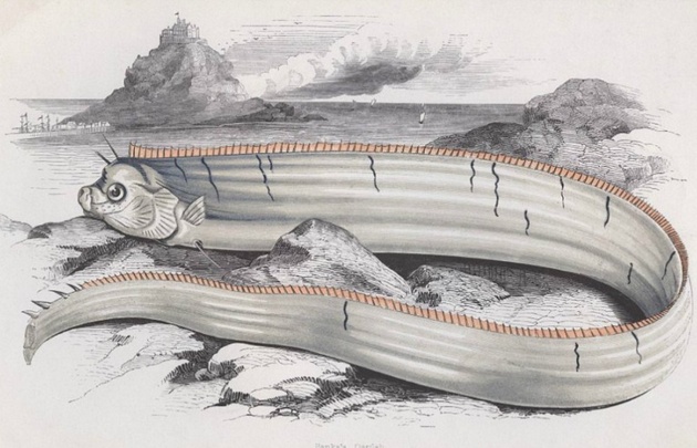 Serpiente marina gigante de Japón.