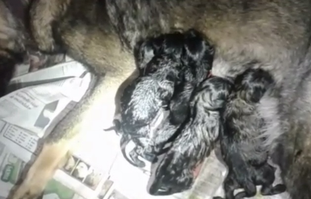 Nacieron siete cachorros de pastor alemán en el día del perro.